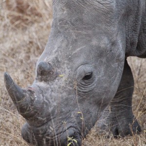 African Adventures 039