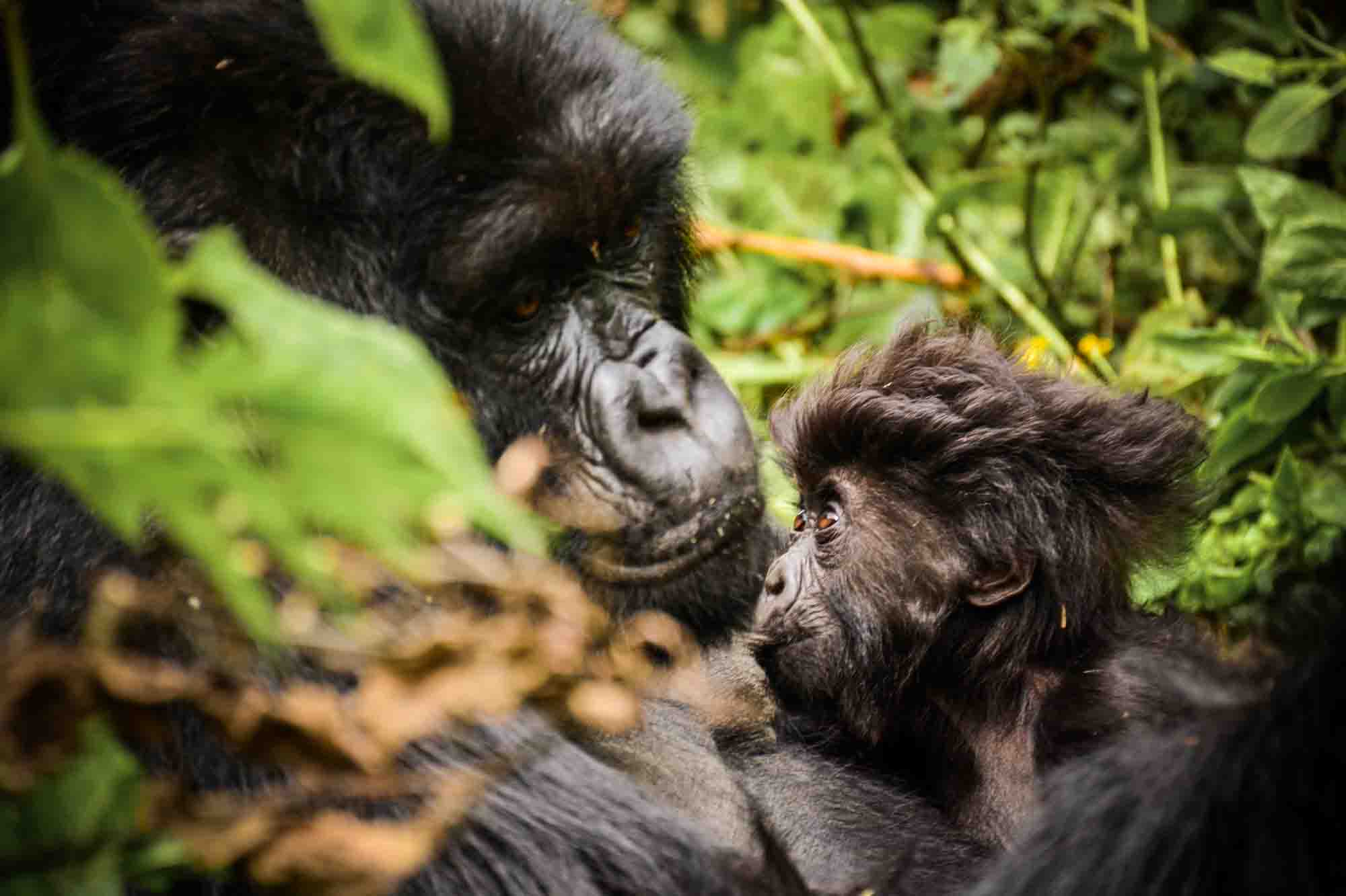 Silverback Gorilla mother and baby in Volcanoes National Park - Sabyinyo Silverback Lodge Silverback Gorilla mother and baby in Volcanoes National Park - Sabyinyo Silverback Lodge