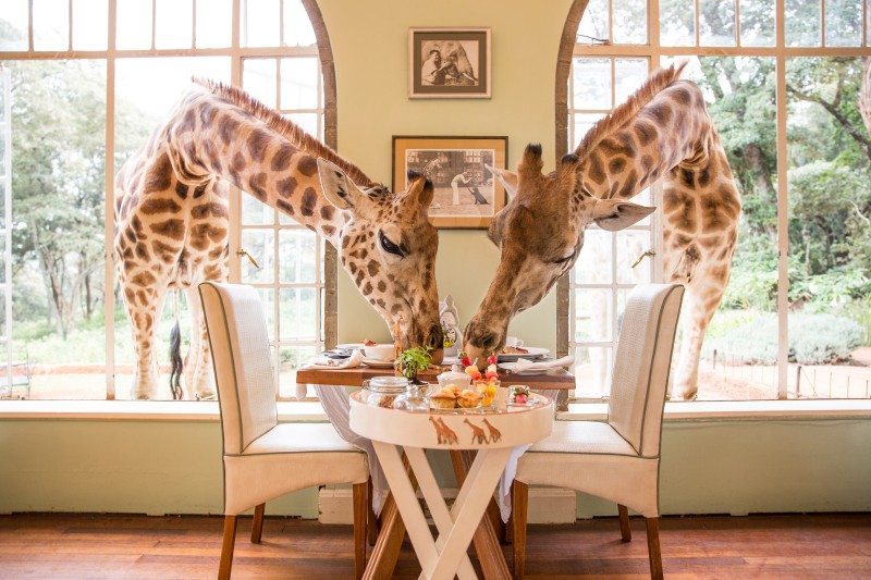 Giraffe Manor - Nairobi Kenya Giraffe Manor - Nairobi Kenya
