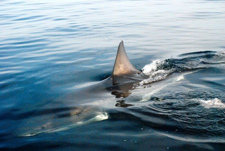 Cape Town Shark Dive Cape Town Shark Dive