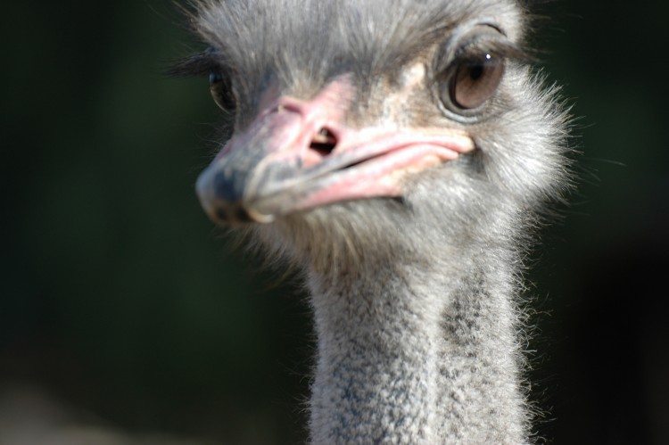 Oudtshoorn ostrich Oudtshoorn ostrich