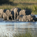 Botswana Safaris