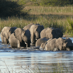 Botswana Safaris