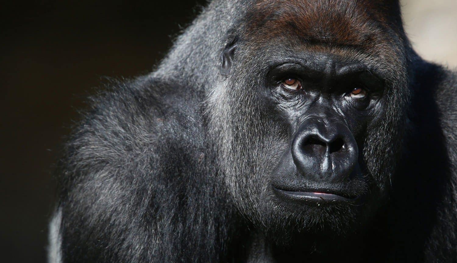 gorilla rwanda menschenaffen akwaba expertafrica titelbild adventuresinafrica