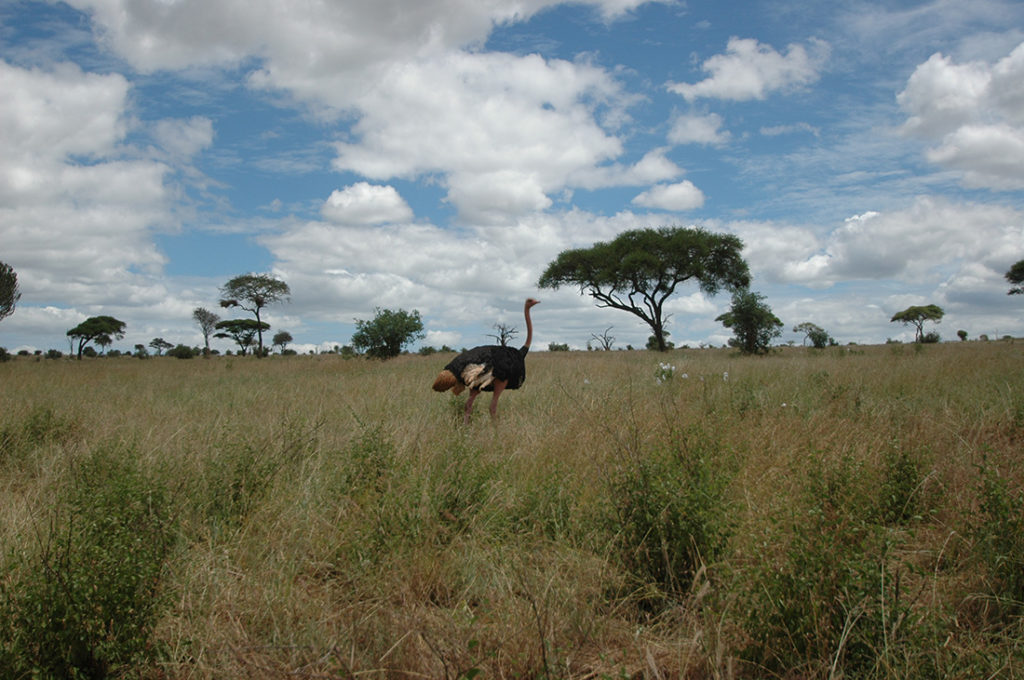 Olasiti Orphanage and Tanzania Safari