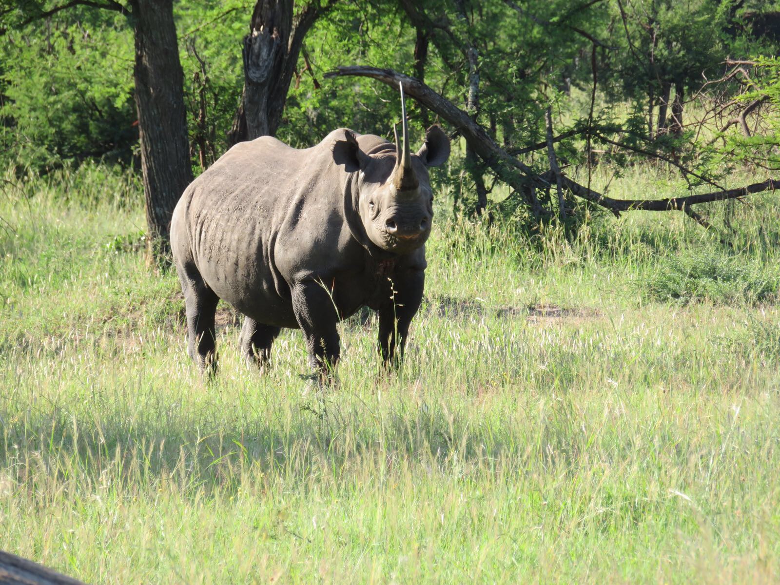 5 More Things You Might Not Know About Rhinos AAC