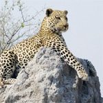 African Safari Types | Africa Adventure Consultants