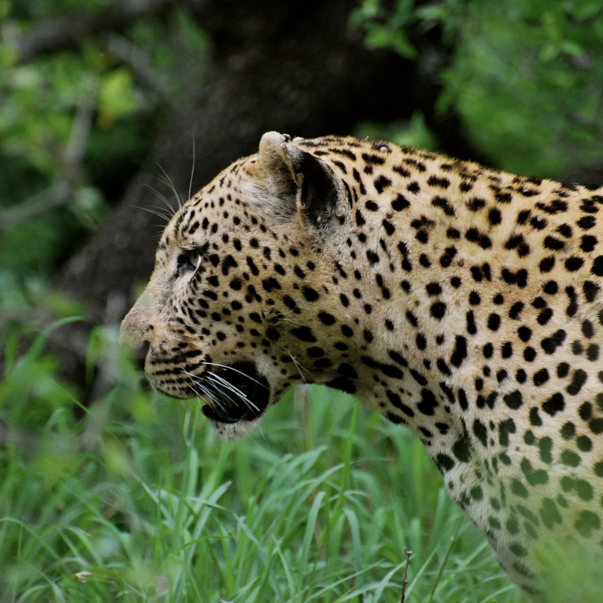 AFRICA'S BIG 5: Where to see leopard on an African safari