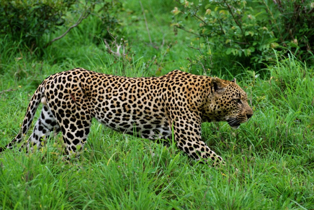 Africa's Big 5: Where to see a leopard on an African safari