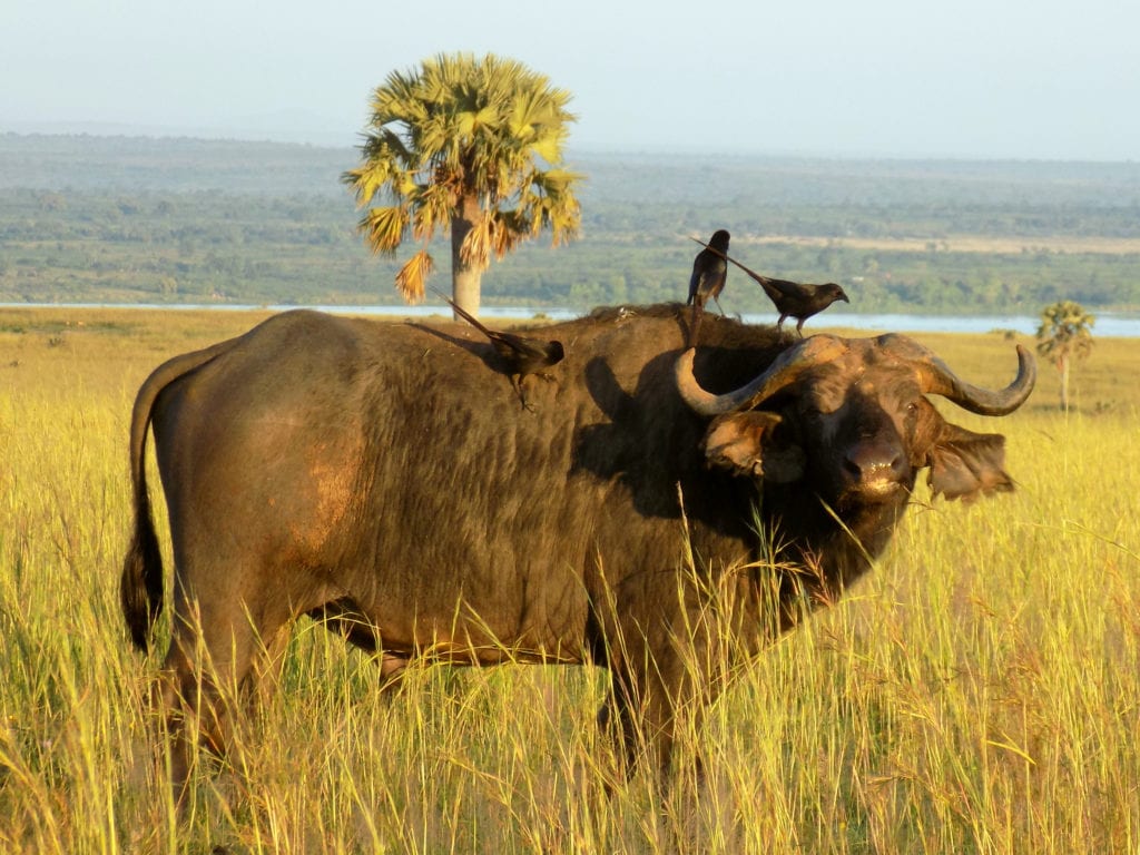 Africa’s Big 5 – Cape Buffalo