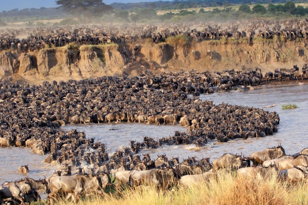 Great Migration in East Africa-Africa Adventure Consultants