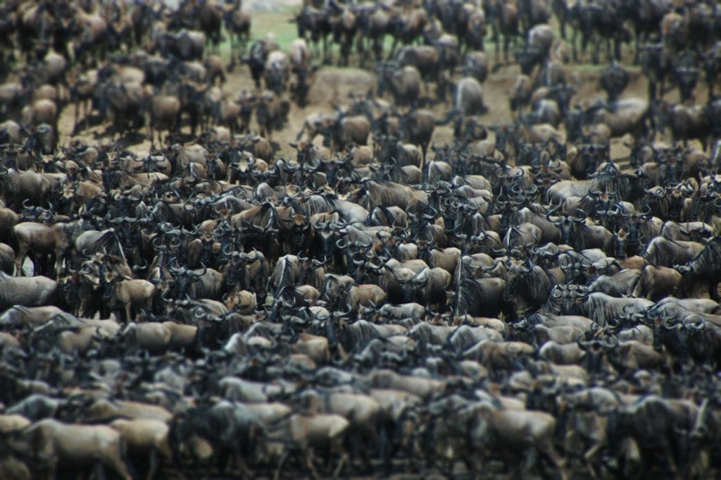 Getting the Most out of Africa’s Great Wildebeest Migration