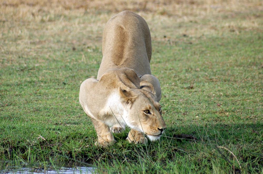 Botswana’s Alluring Beauty