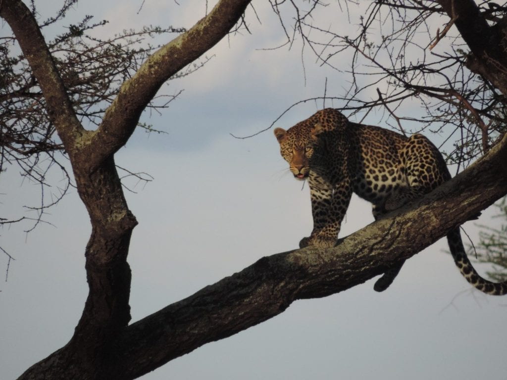 TRAVELER’S CORNER – KC & Joe Attend a Hyena Dinner Party
