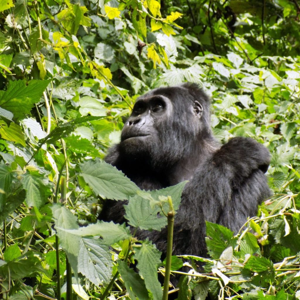 Gorilla Trekking in Uganda