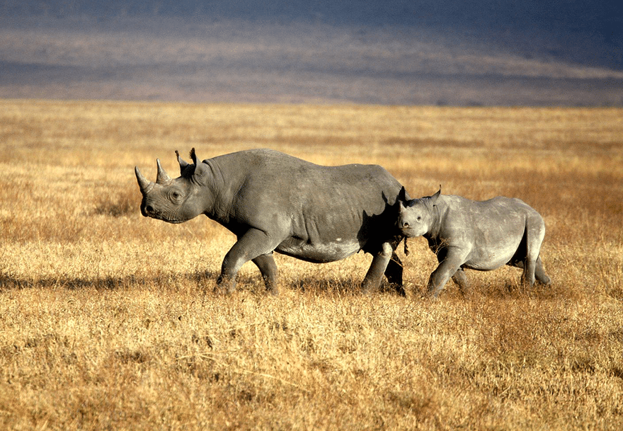 Africa’s Big 5 – Rhino