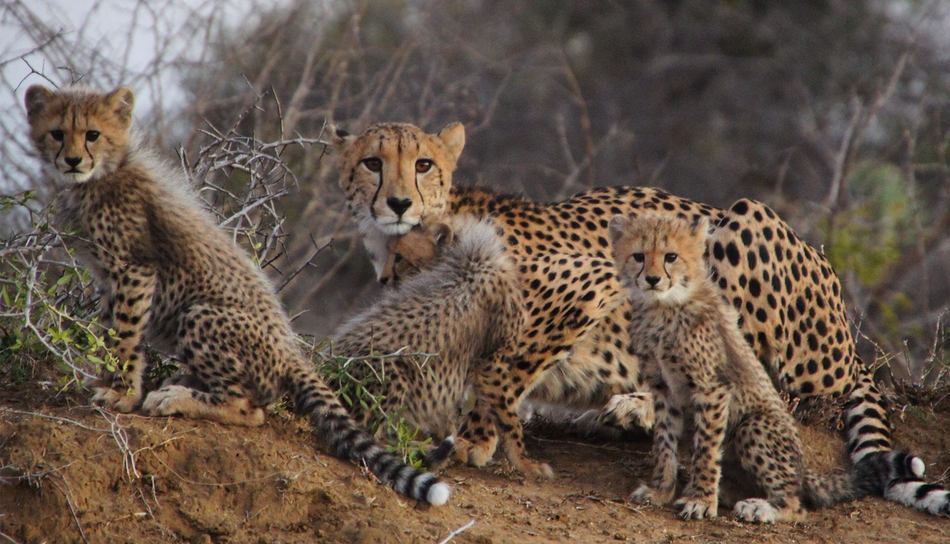 John Visits Phinda Private Game Reserve