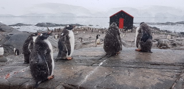 Africa Adventure Consultants Alumni Explore Antarctica