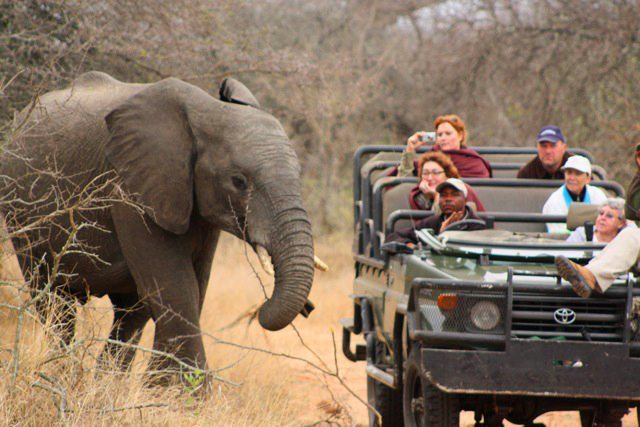 THE BIGGEST OF AFRICA’S BIG 5 – ELEPHANT