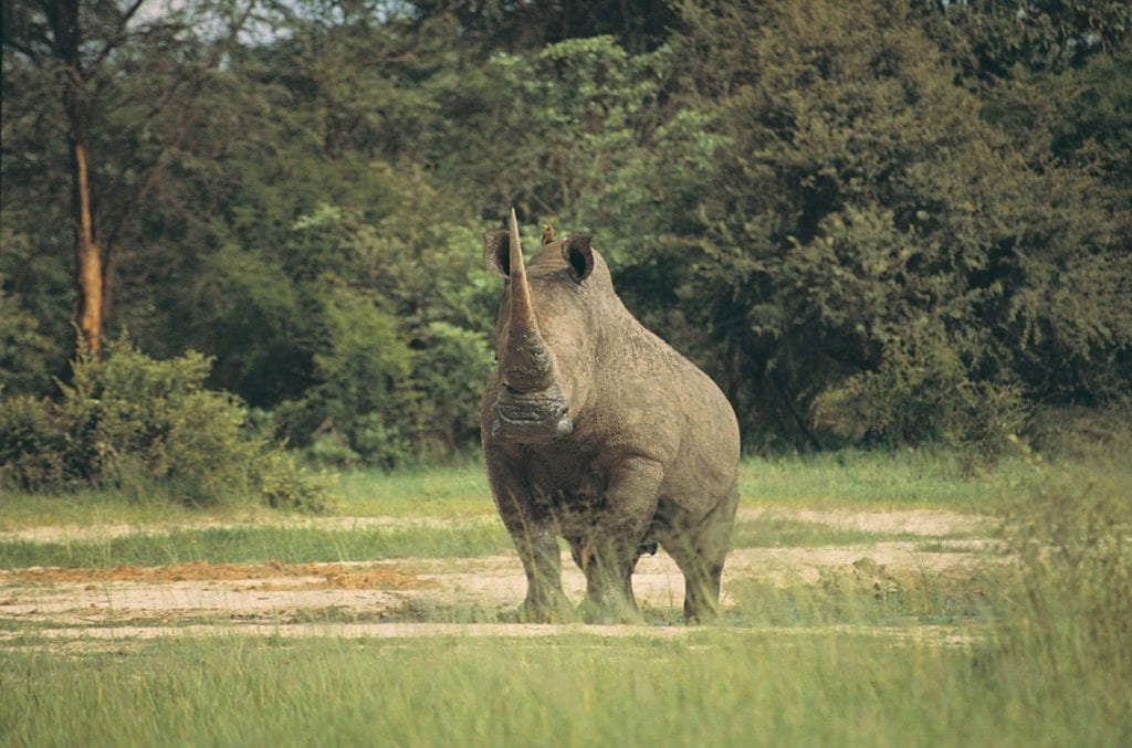 5 more things you might not know about rhinos aac things you might not know about rhinos