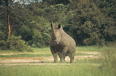 5 More Things You Might Not Know About Rhinos AAC