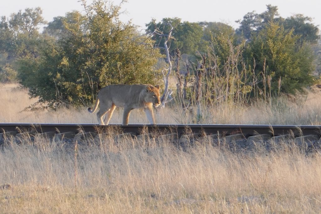 Traveler’s Corner – Wonders of Zimbabwe