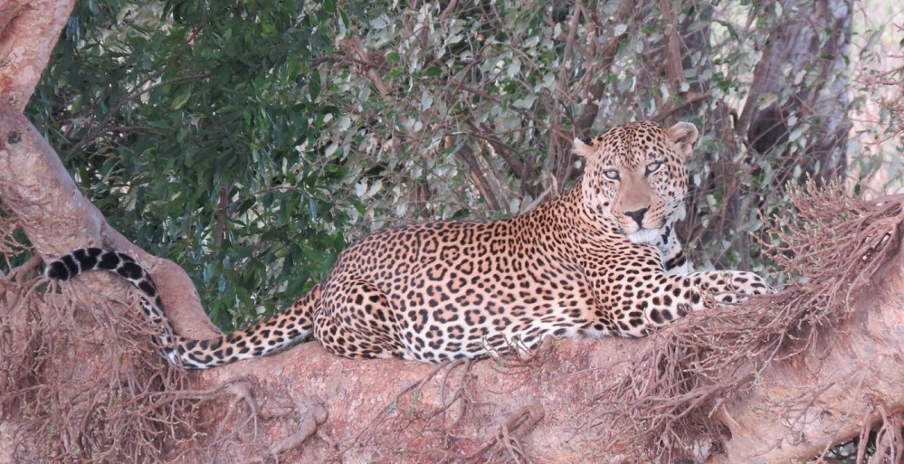 Angie Visits Tanzania – Serengeti