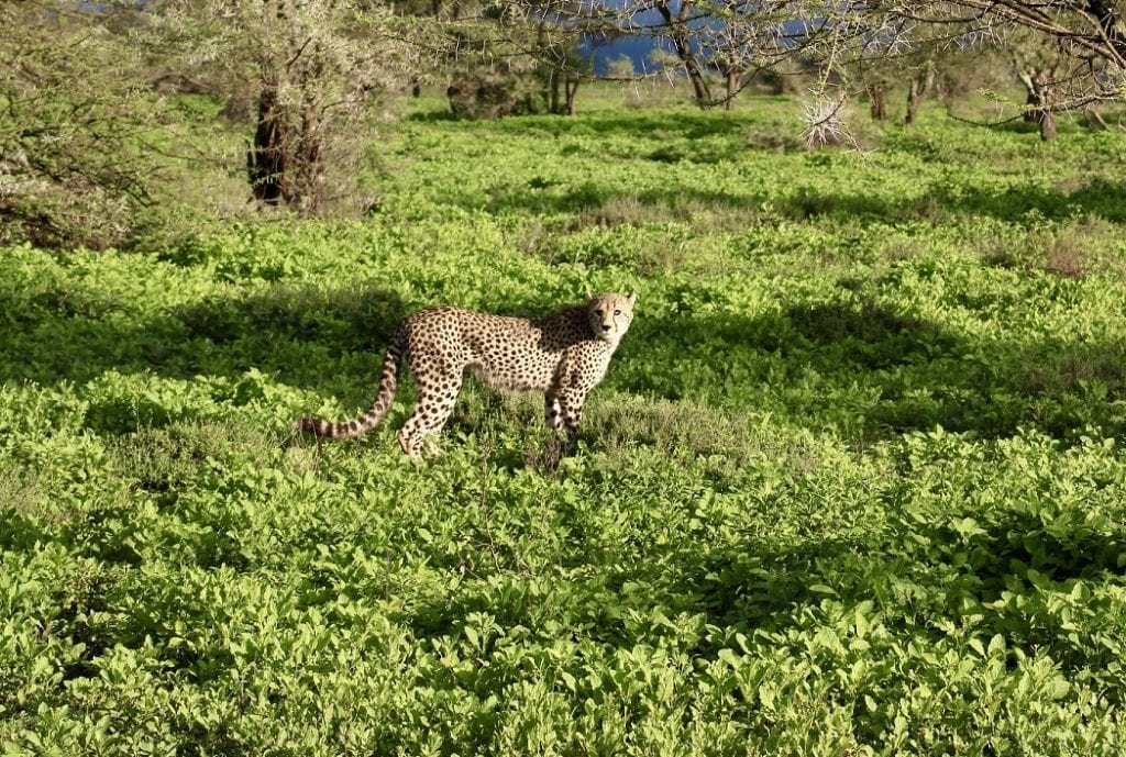 Traveler’s Corner – Family Holiday Safari in Tanzania