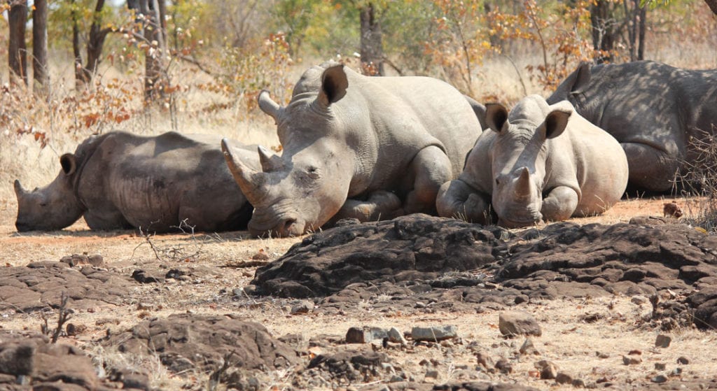 An Interview with Map Ives, Founder and Director of Rhino Conservation Botswana