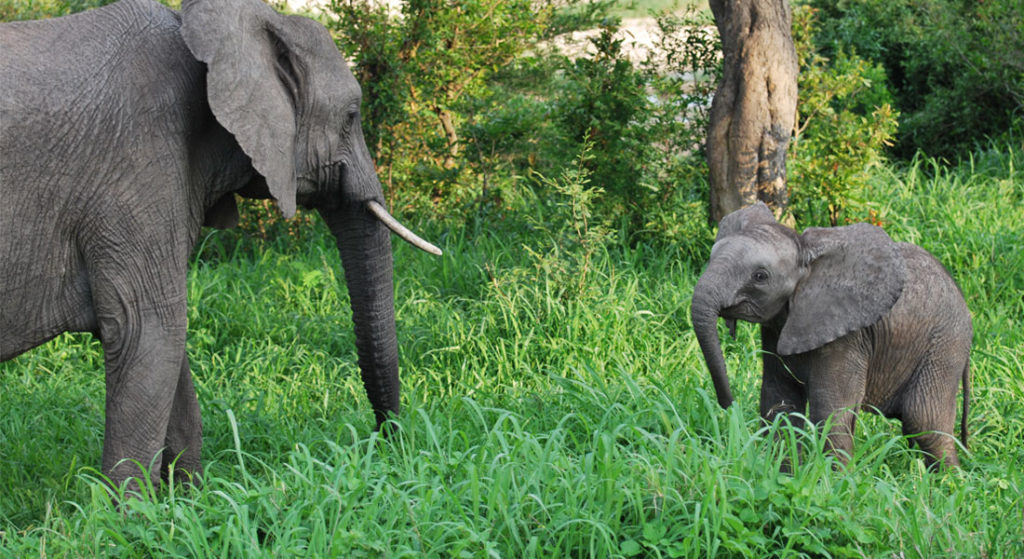 How to Continue Supporting African Wildlife Conservation After Your Safari