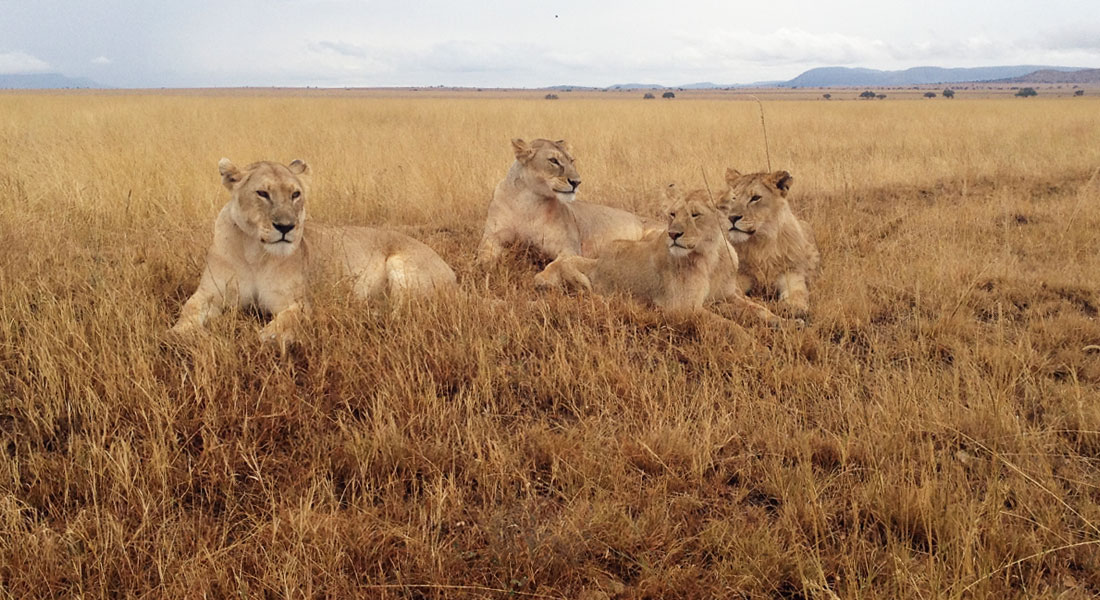 Serengeti North  safari-specialist